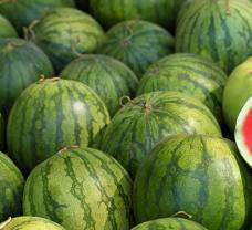 Jak pěstovat melouny na vlastní zahrádce?